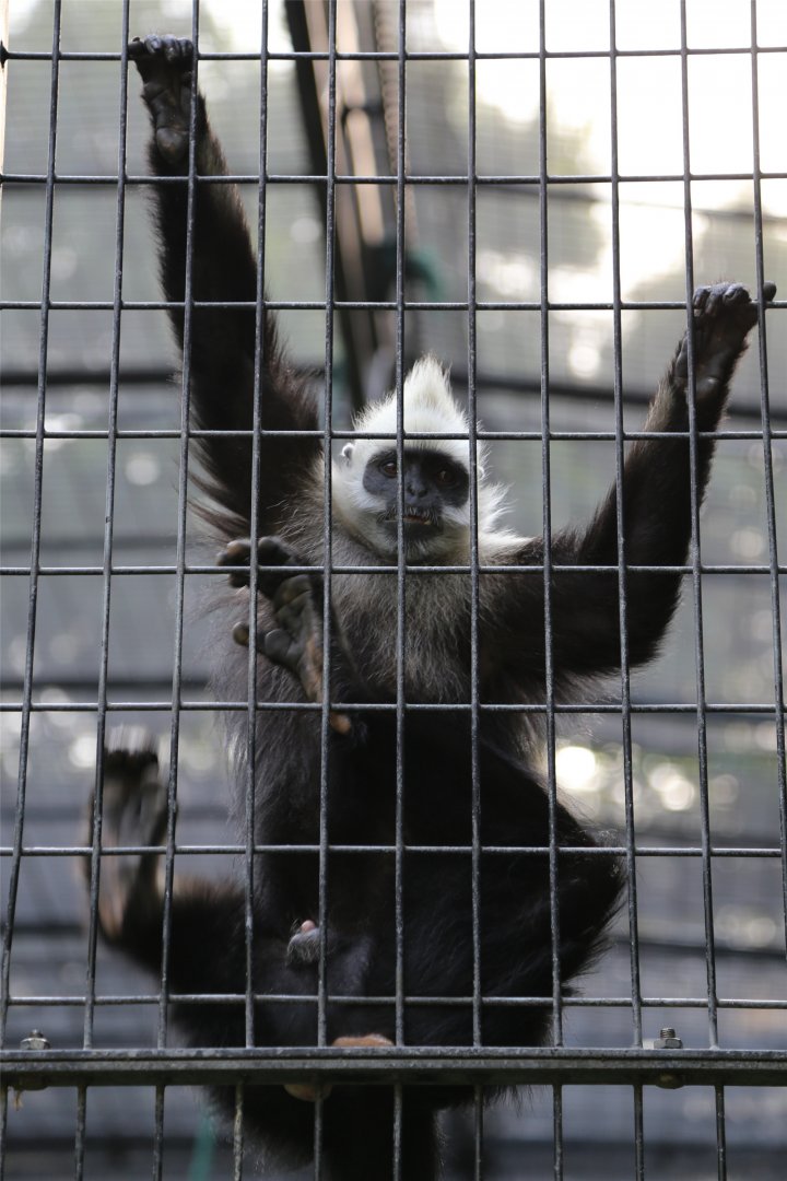 White-headed Langur (Trachypithecus poliocephalus), June 2015
