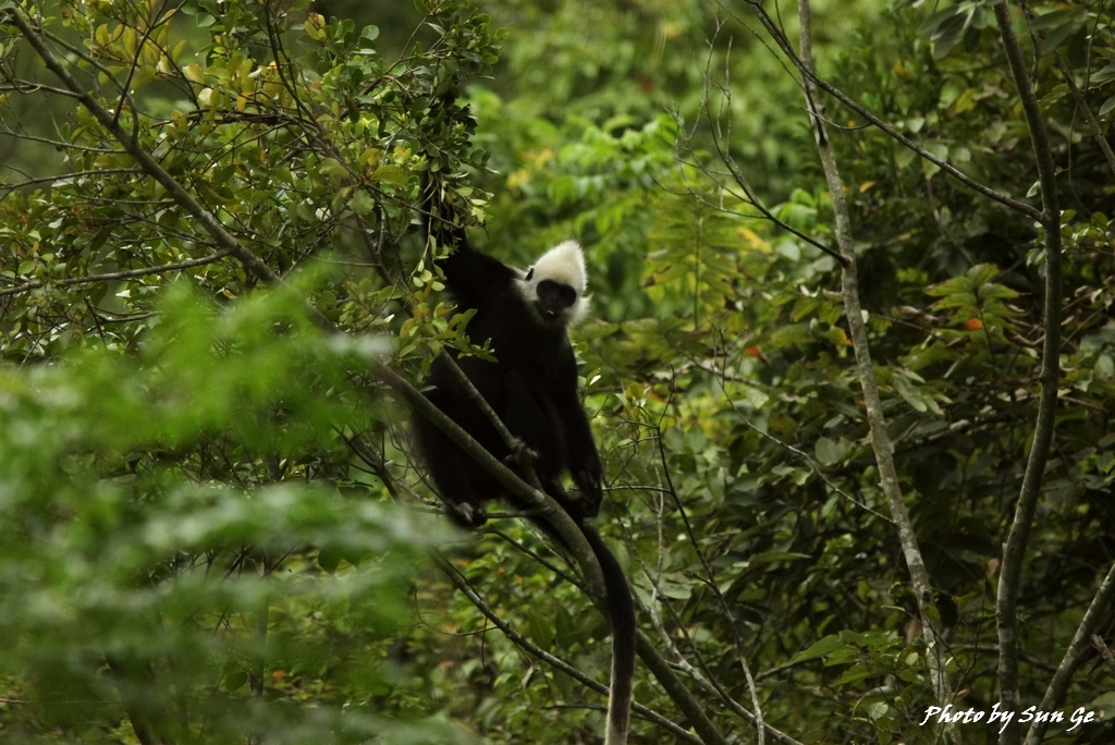 White-headed langur