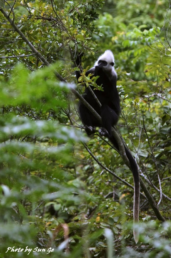 White-headed langur