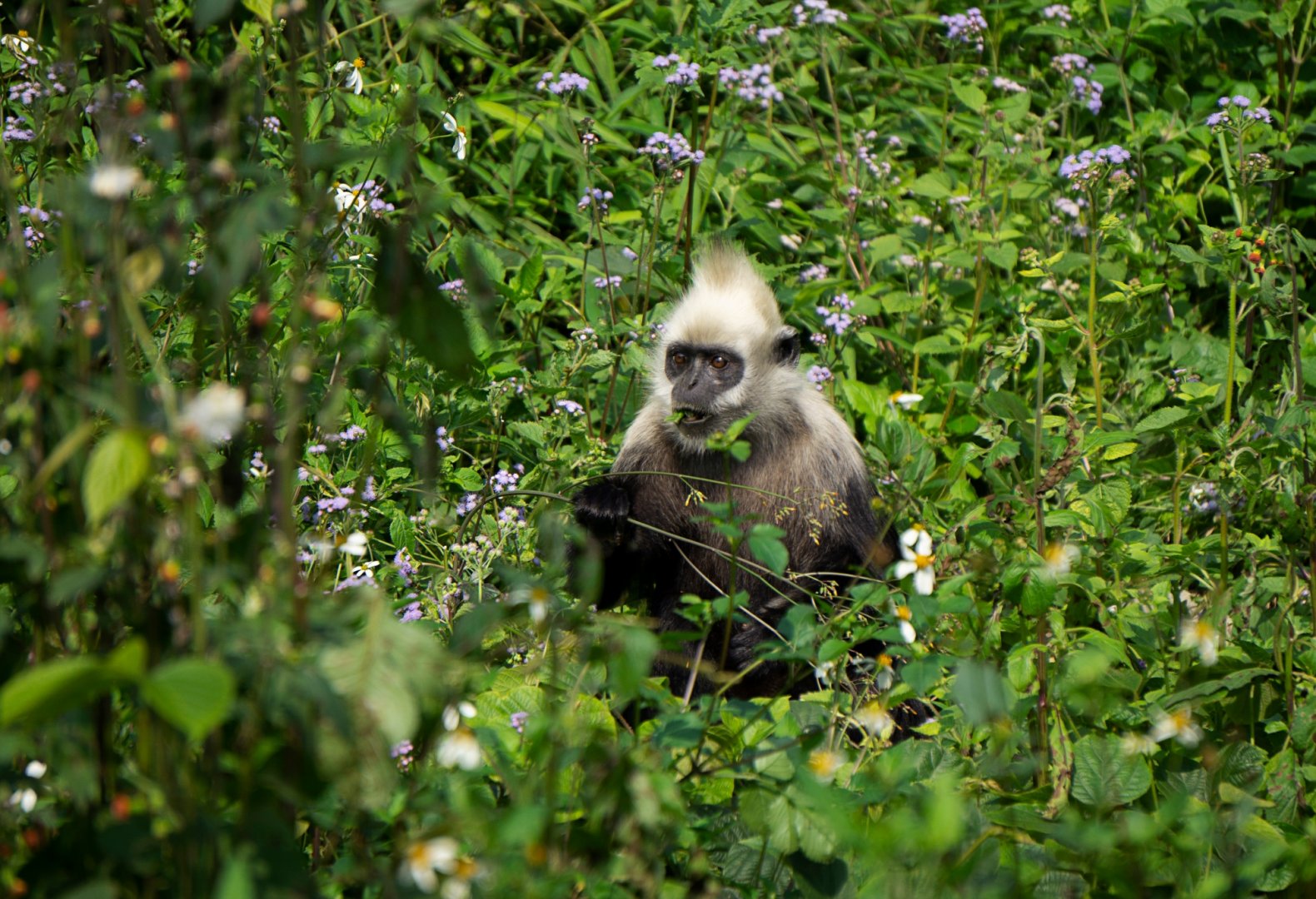 White-headed langur
