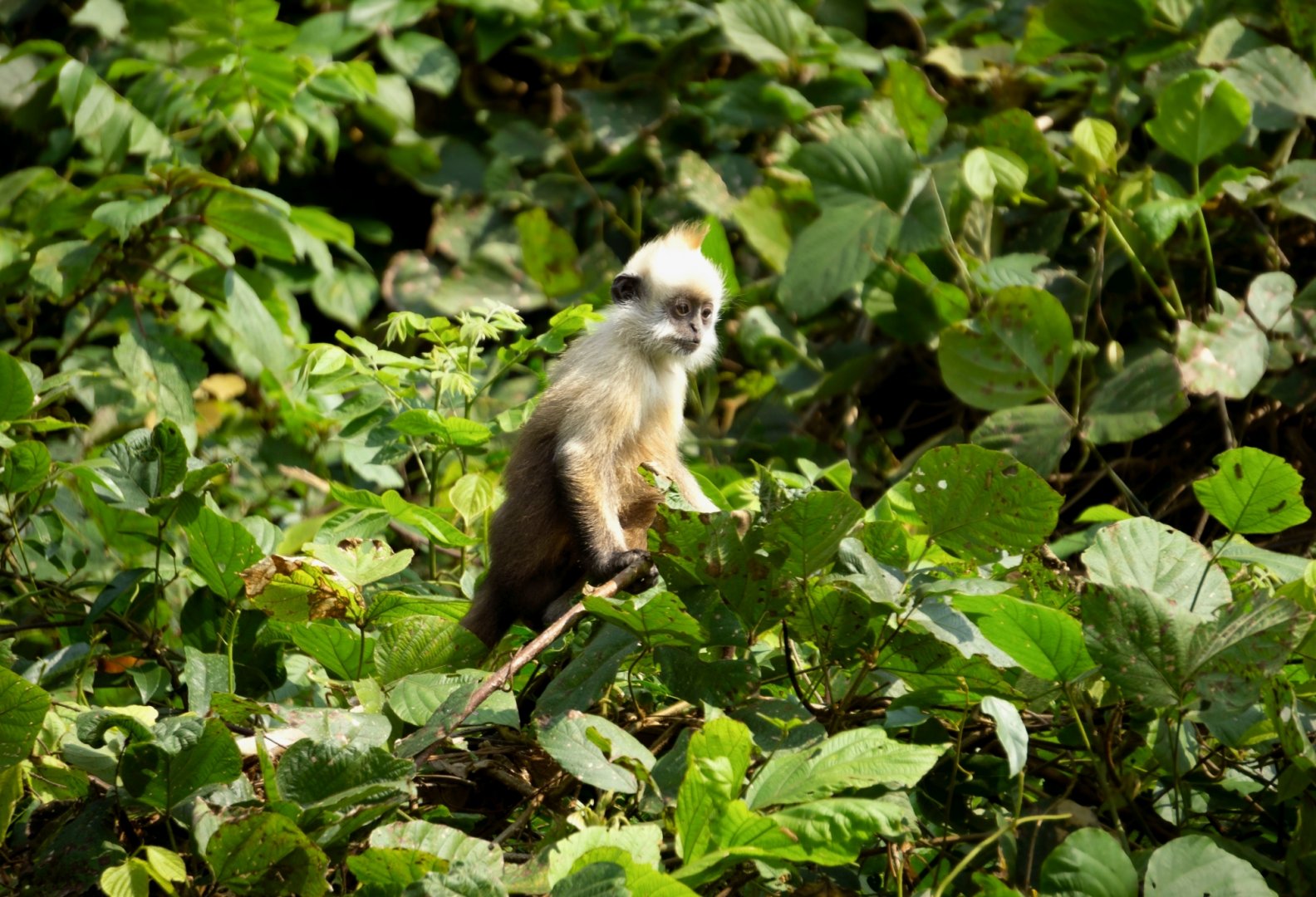 White-headed langur