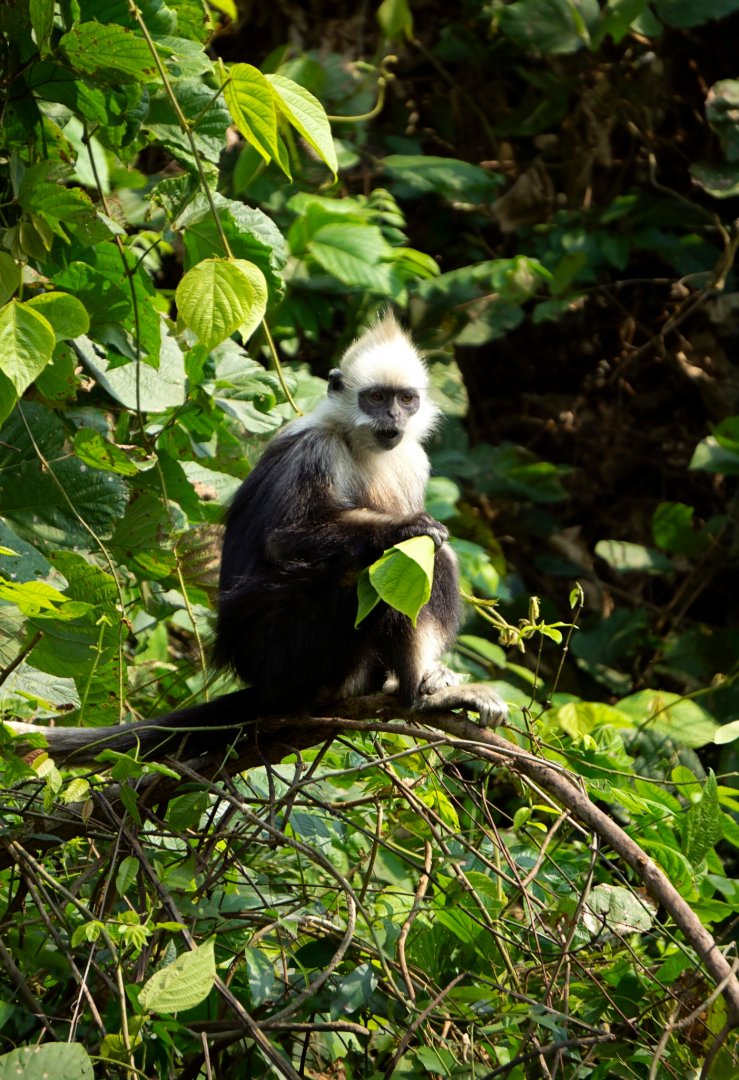 White-headed langur