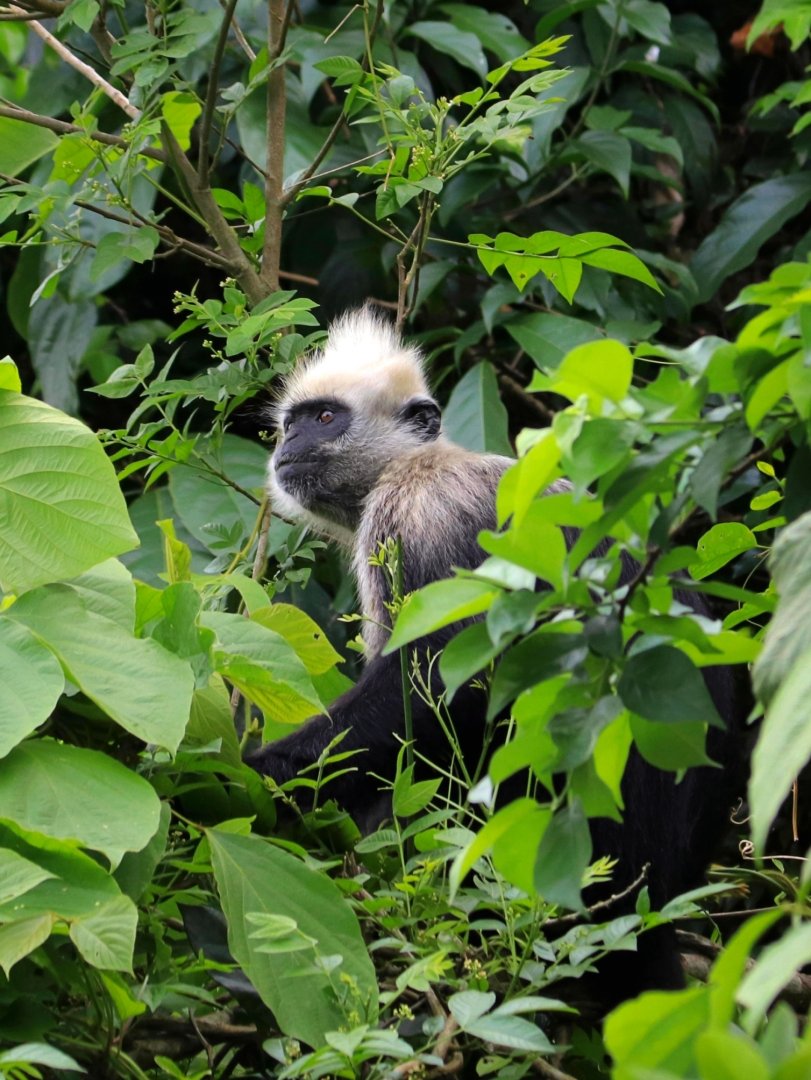 White-headed langur