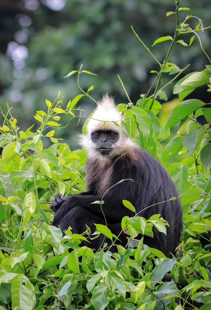 White-headed langur