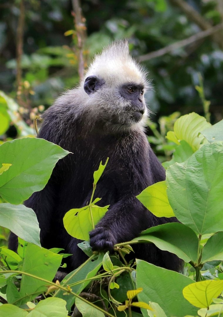 White-headed langur
