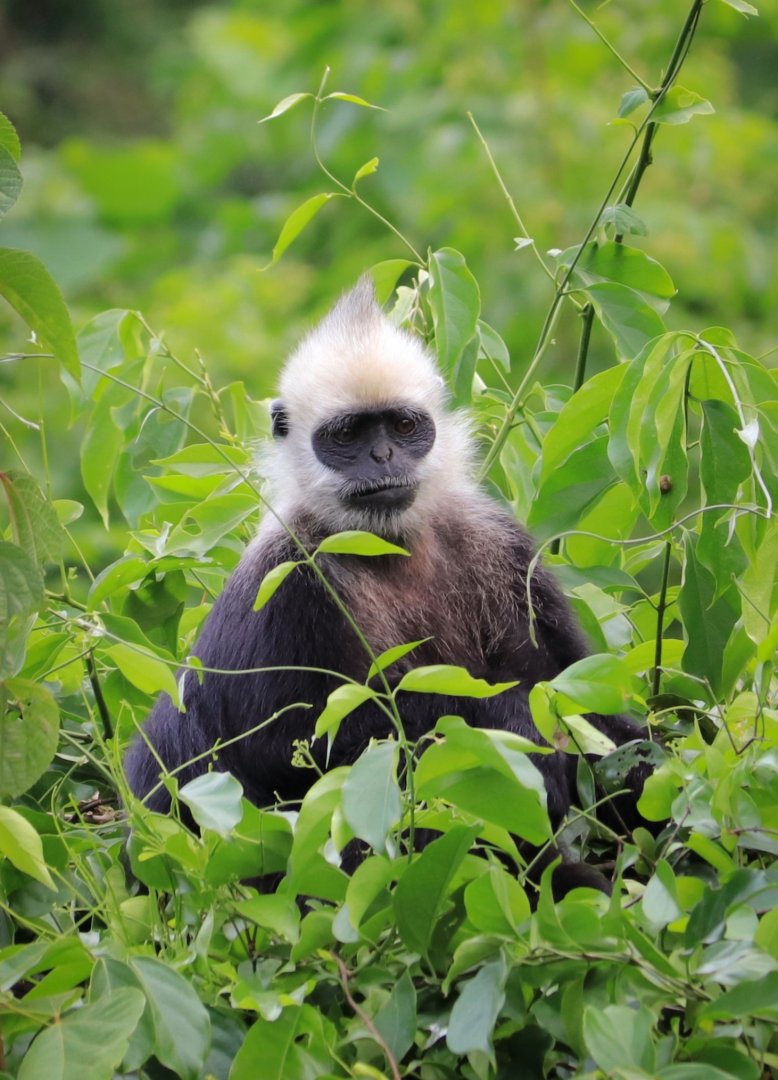 White-headed langur