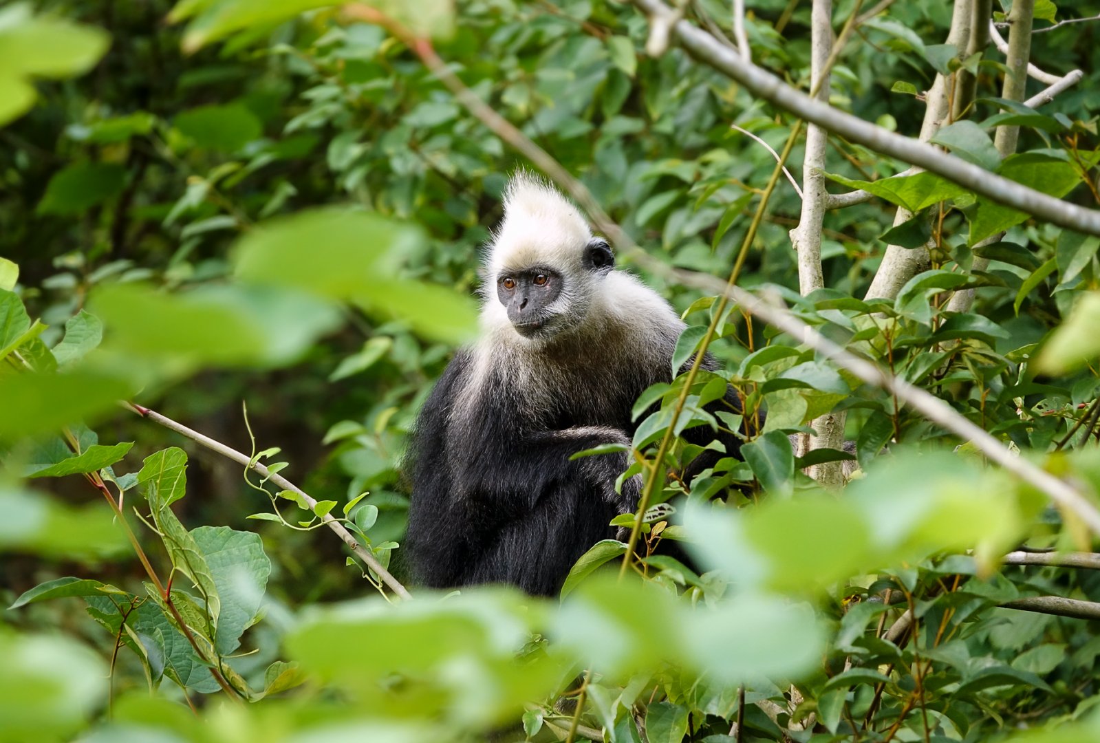 White-headed langur