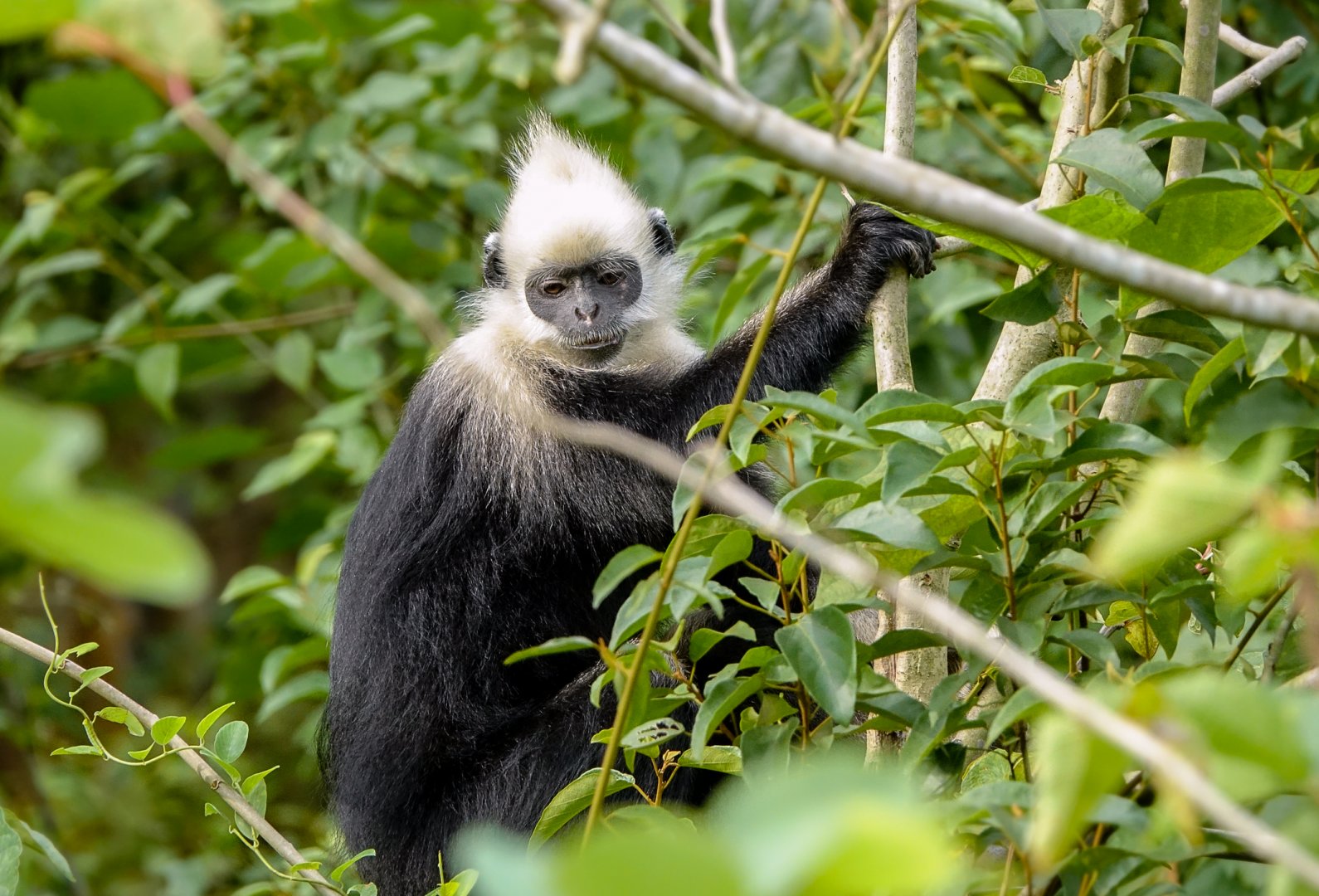 White-headed langur