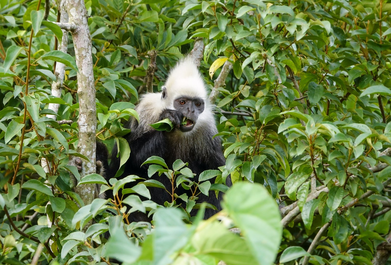White-headed langur