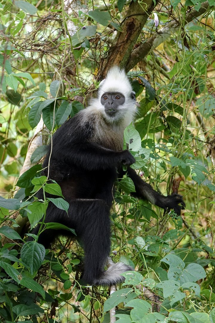 White-headed langur