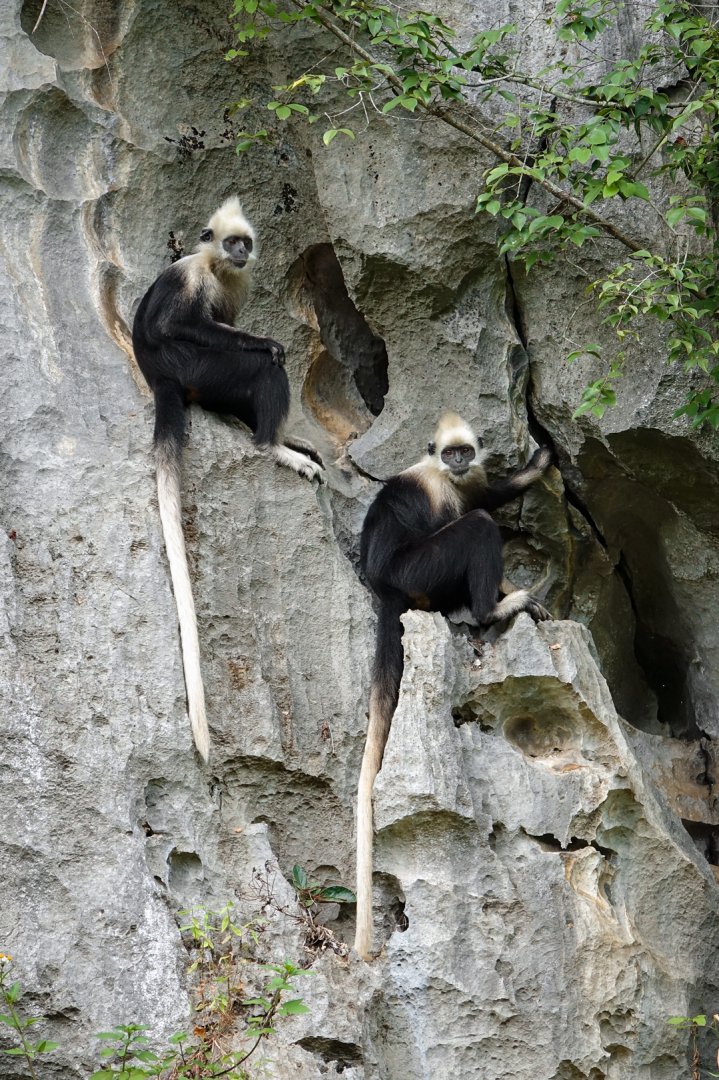 White-headed langurs