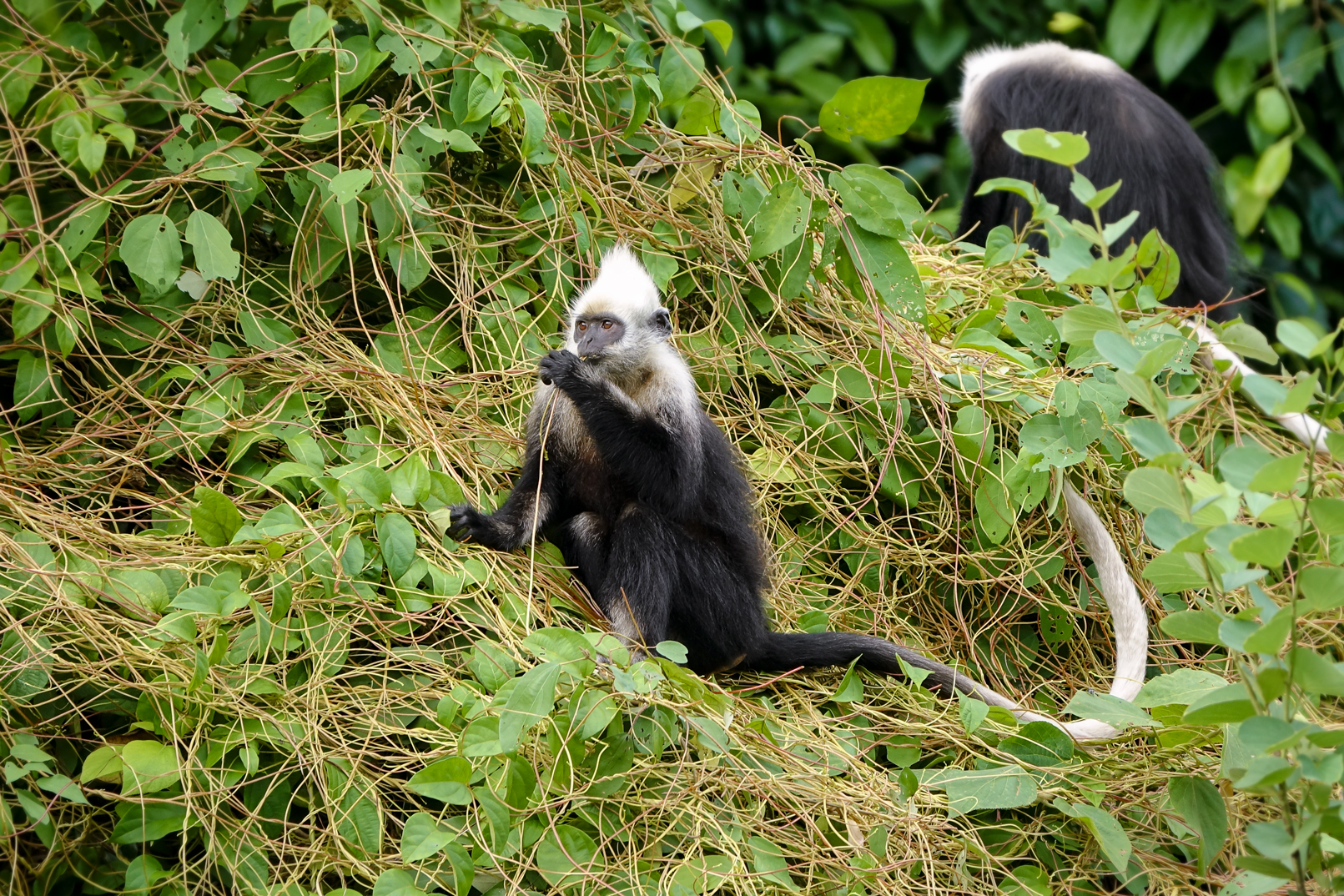 White-headed langurs