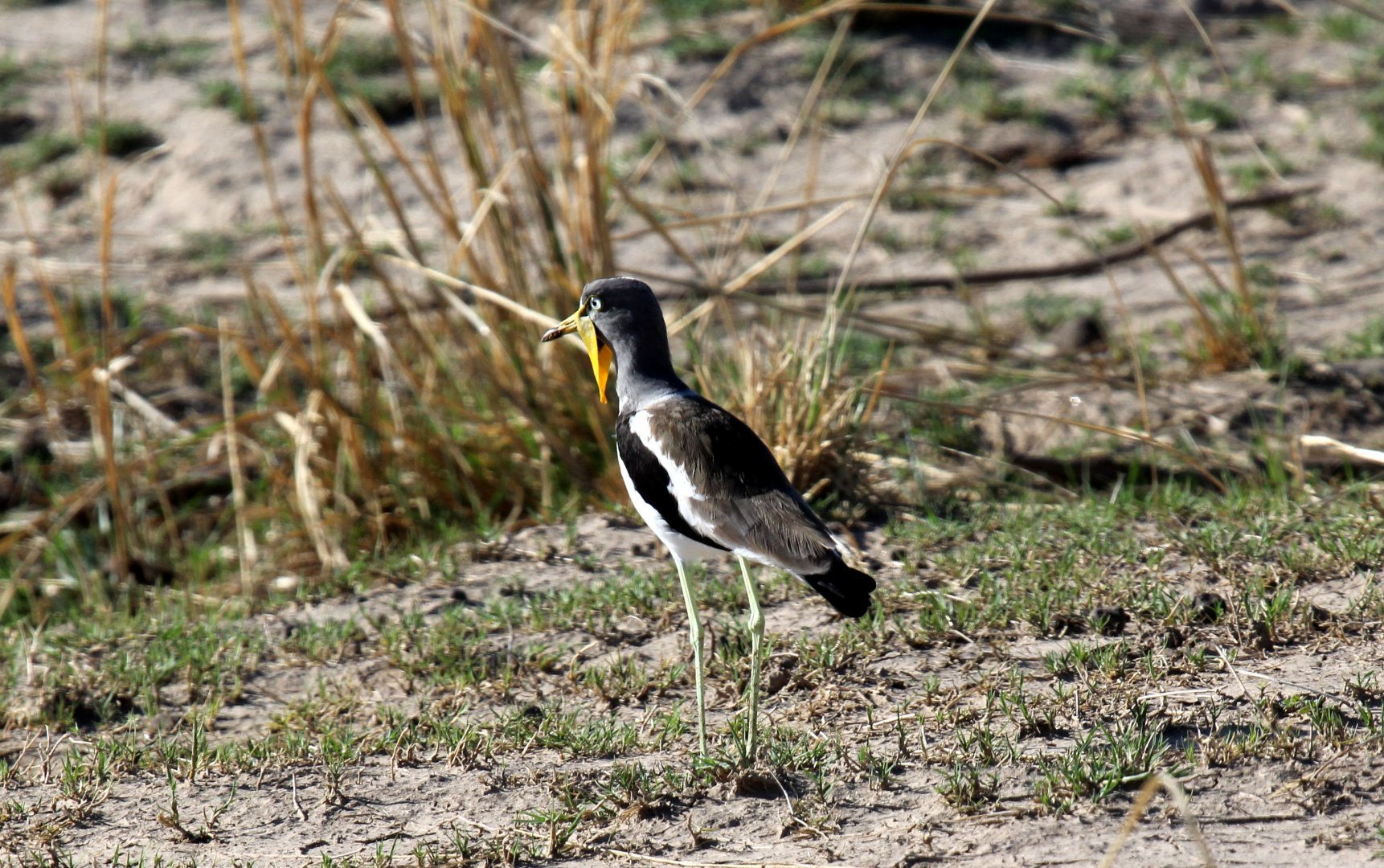 White-headed Lapwing (Vanellus albiceps)