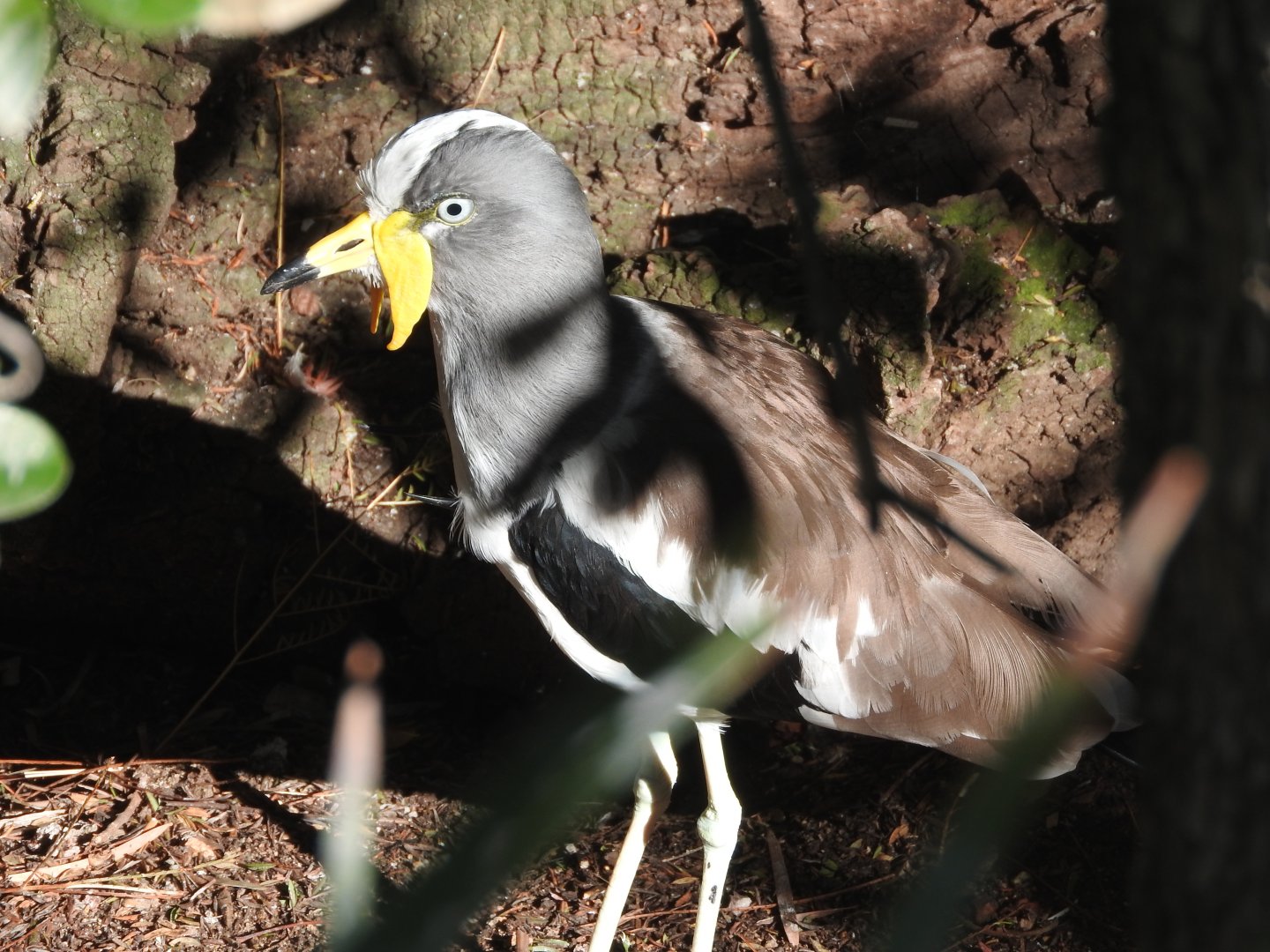 White-headed Lapwing