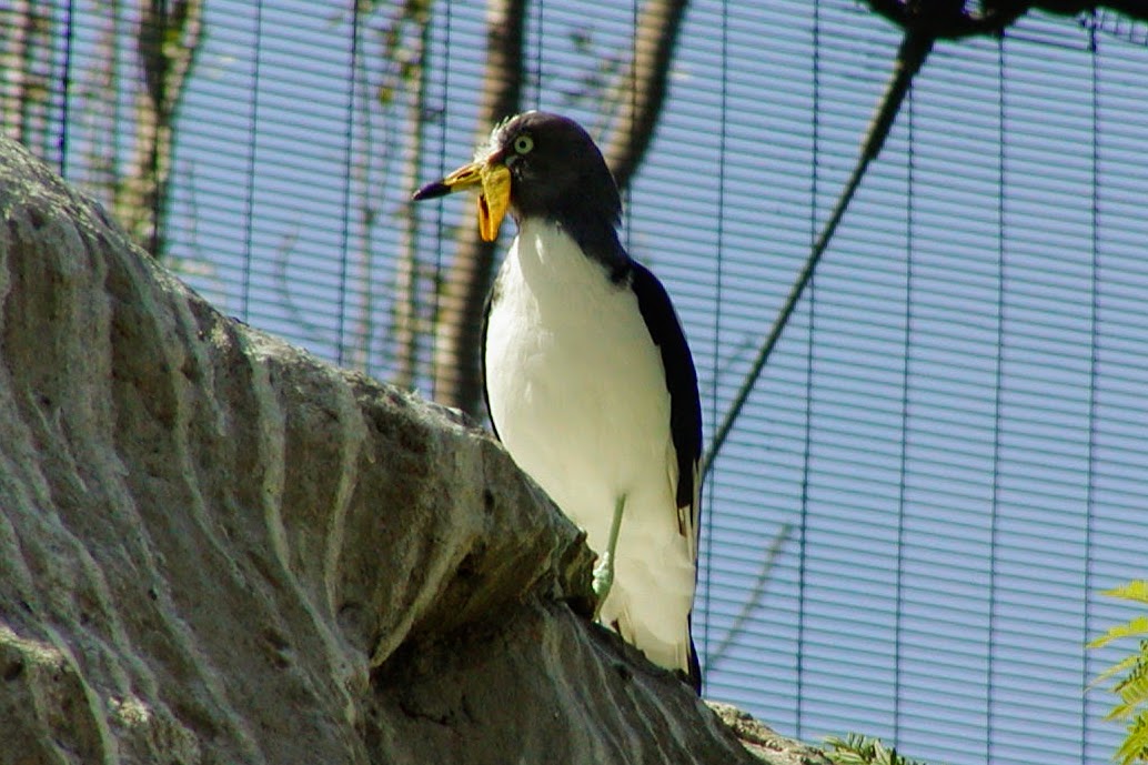 White-headed Lapwing