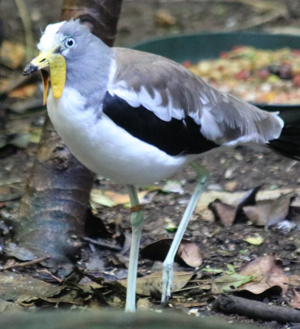 White-headed Lapwing