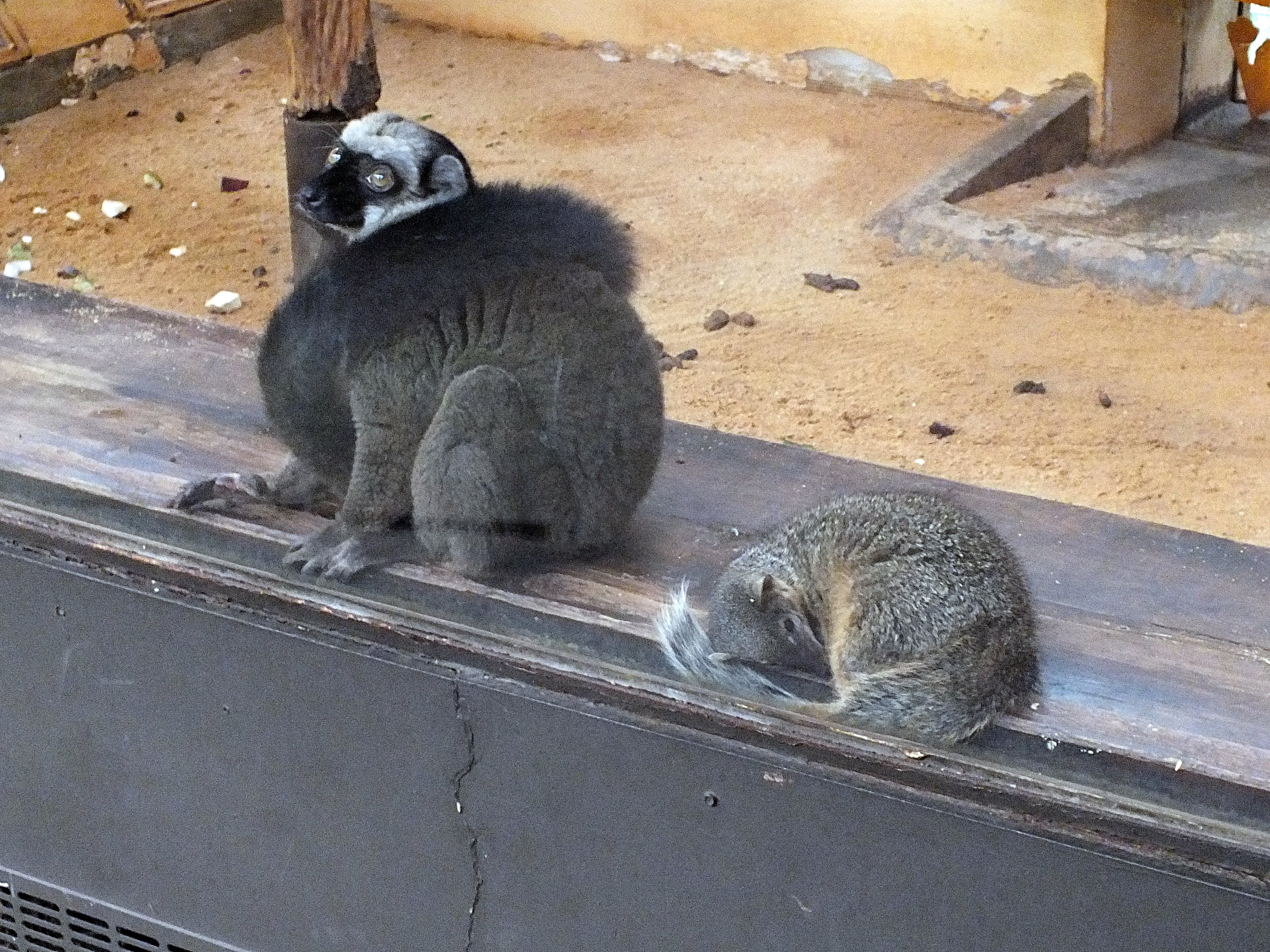 White-headed lemur and narrow-striped boky-boky