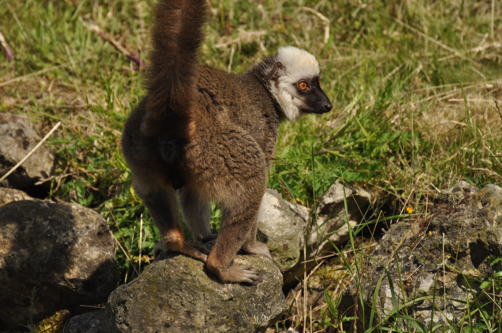 White-headed lemur (Eulemur albifrons)