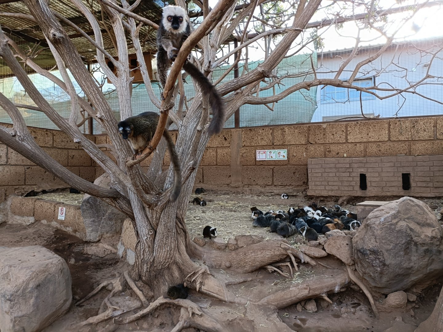 White-headed lemur exhibit