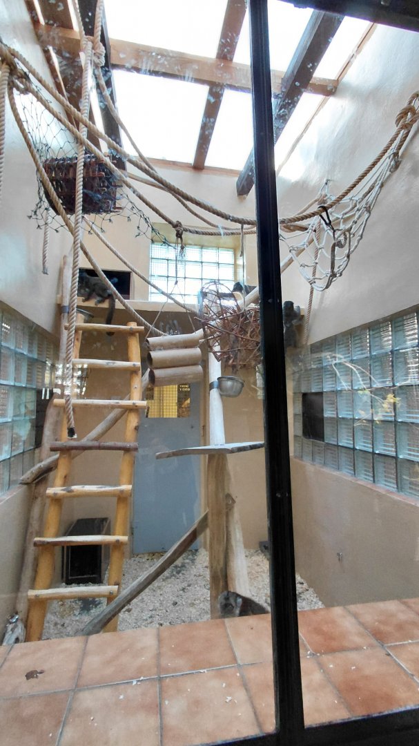 White-headed lemur indoor exhibit #1