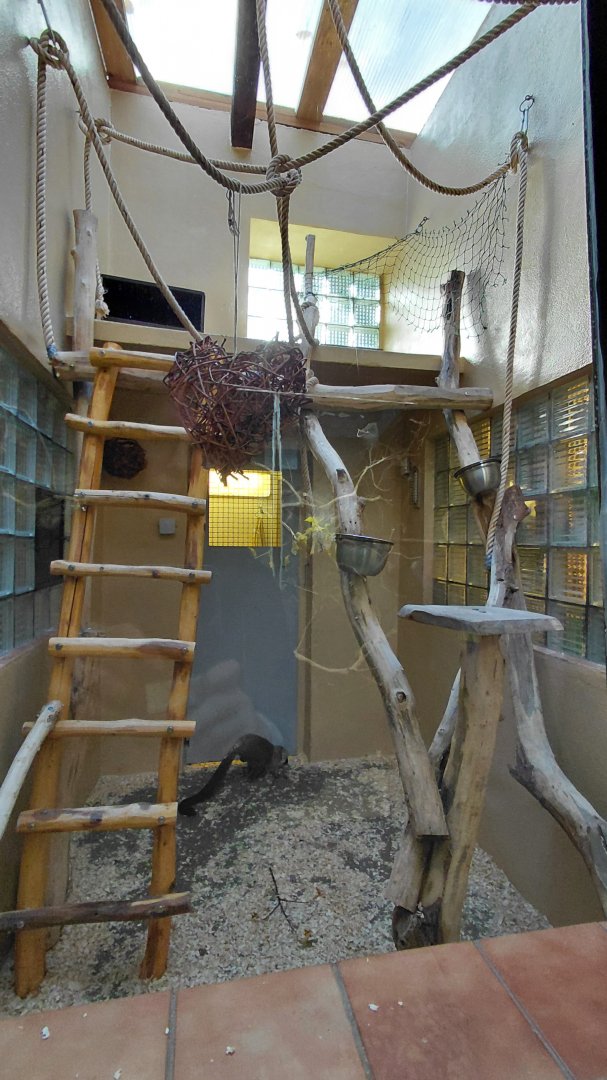 White-headed lemur indoor exhibit #2