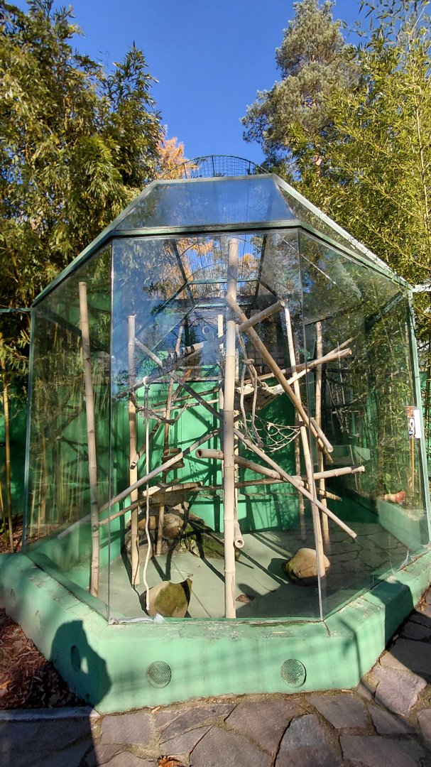 White-headed lemur outdoor exhibit