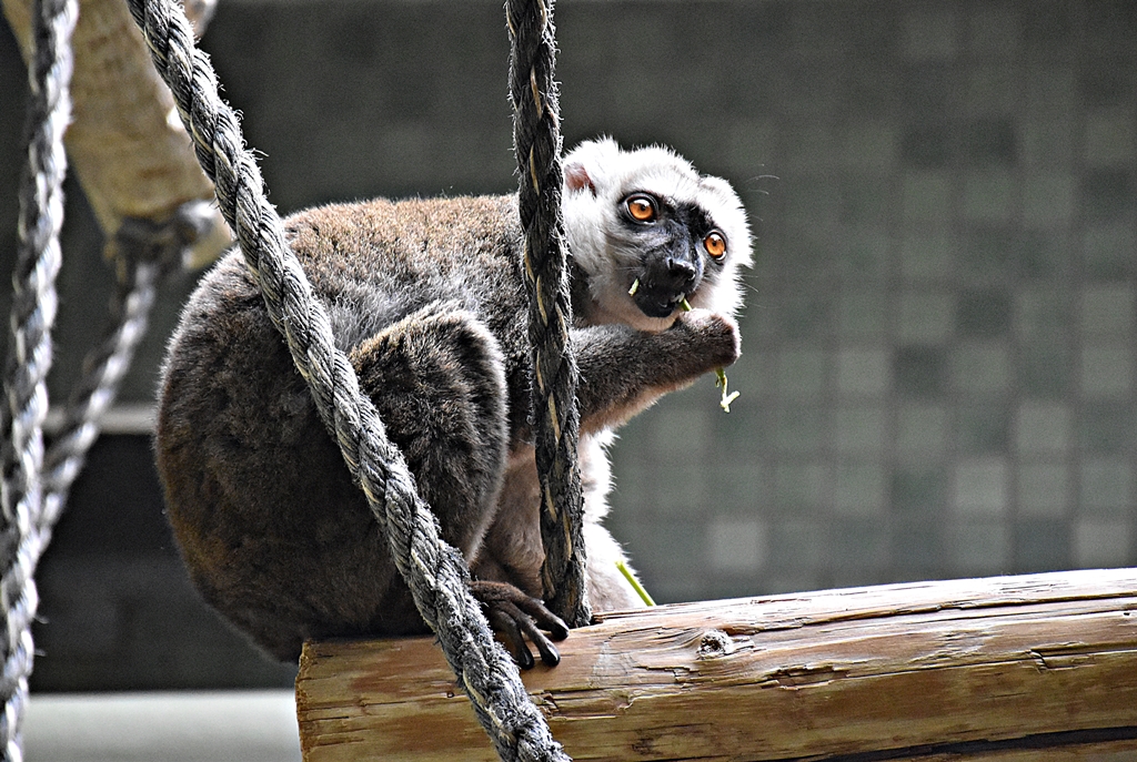 White-headed lemur
