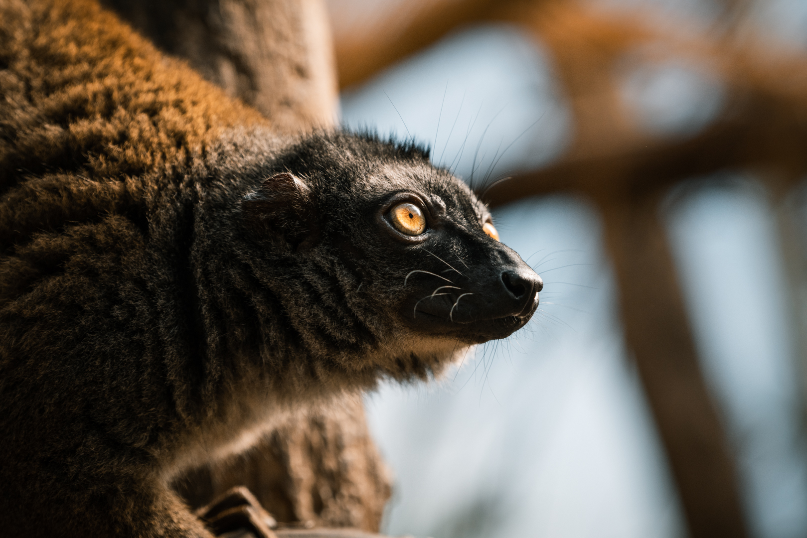 White-Headed Lemur