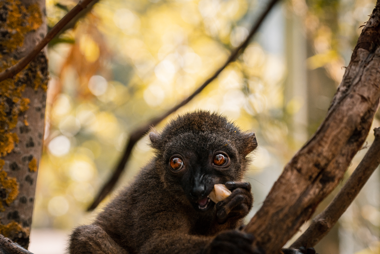 White-Headed Lemur