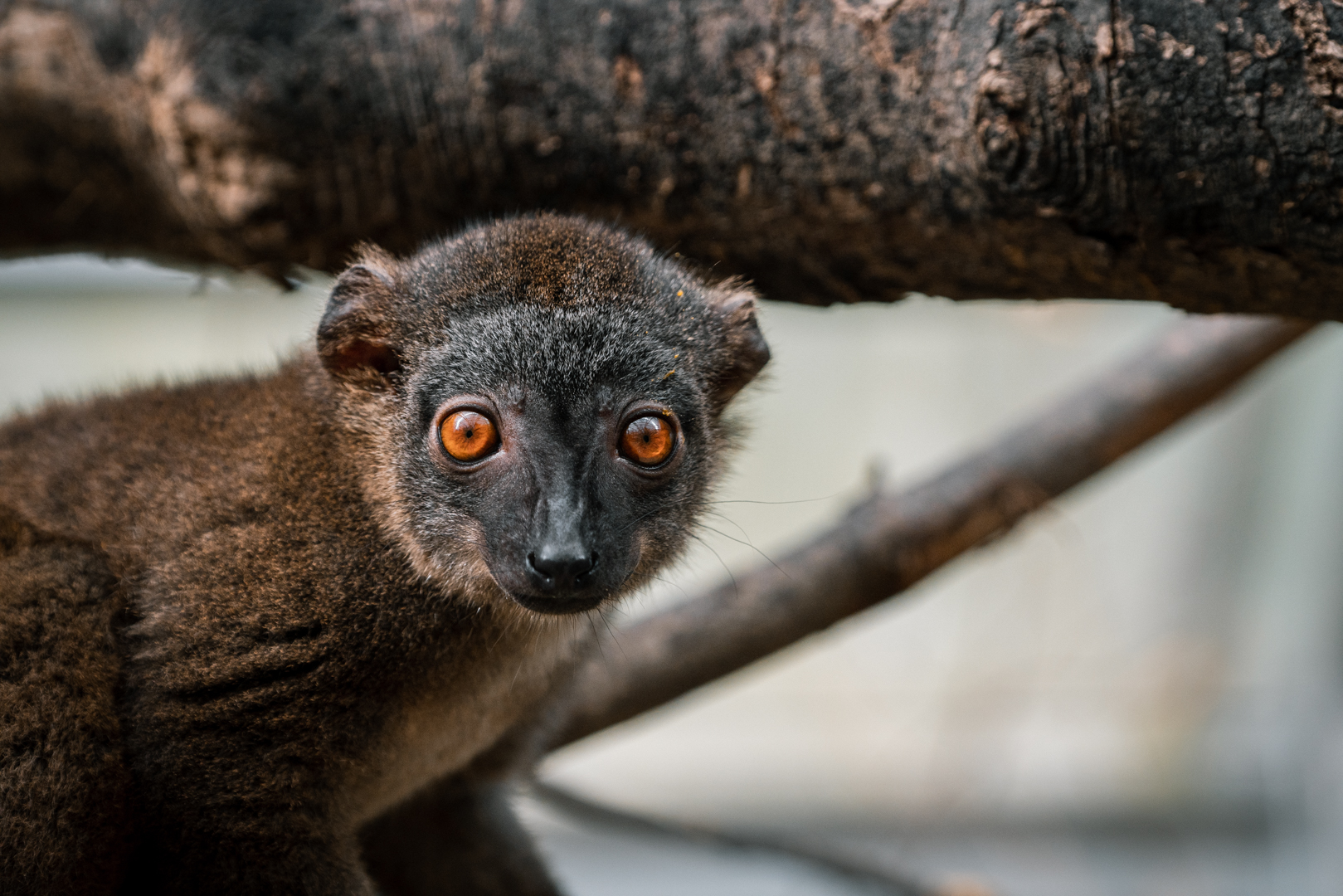 White-Headed Lemur