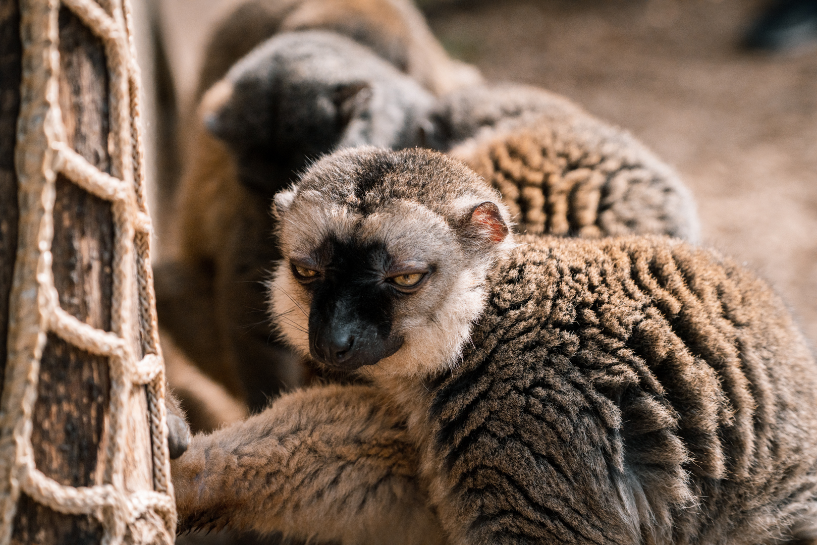 White-Headed Lemur