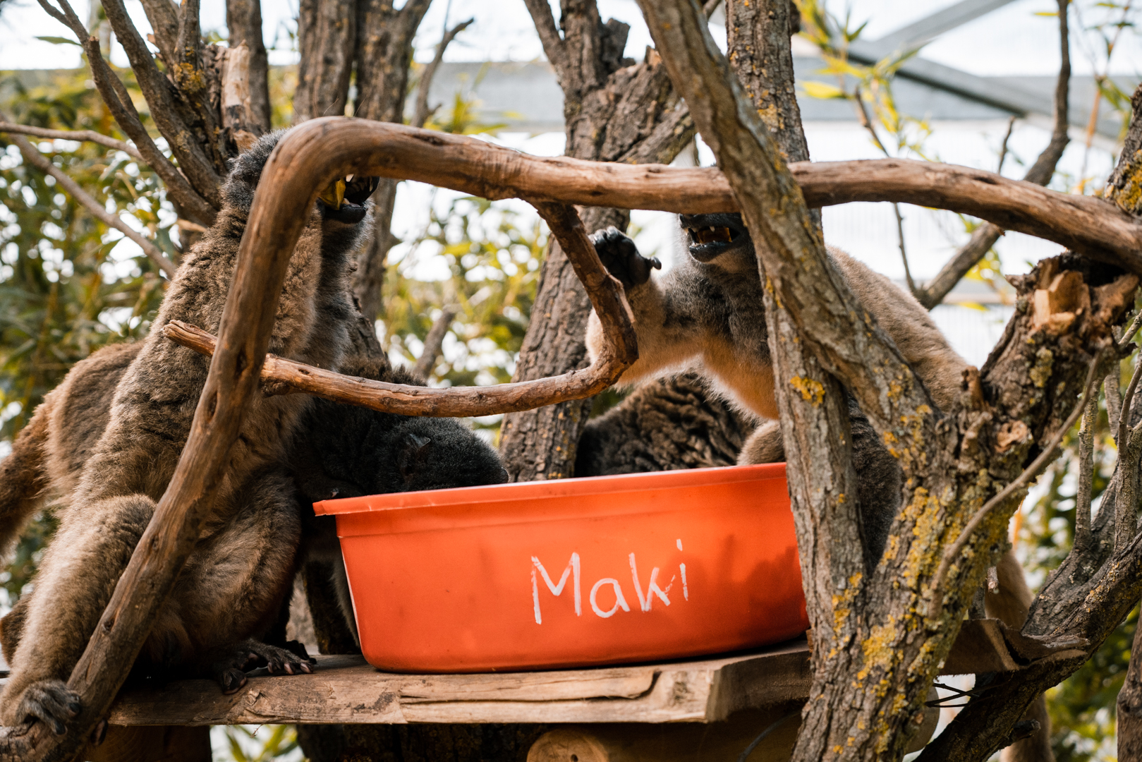 White-Headed Lemurs feeding