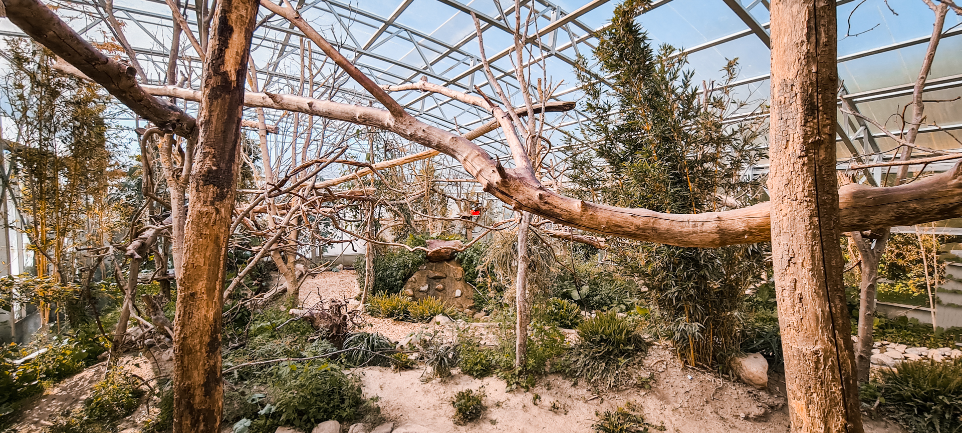 White-Headed Lemurs indoor