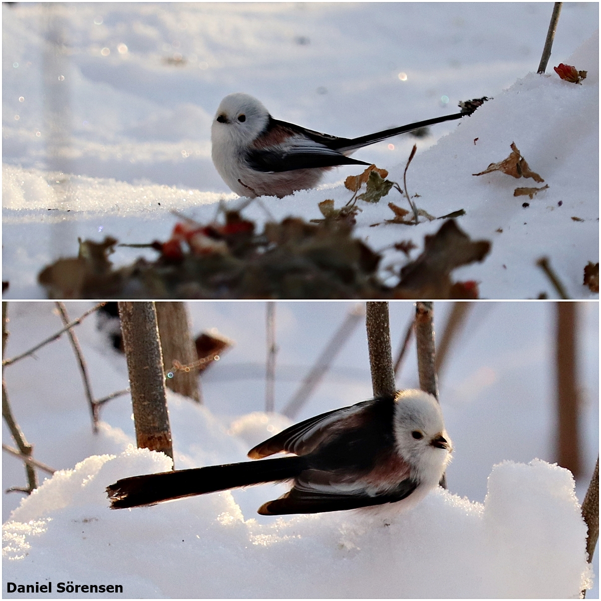 White-headed long-tailed tit (Aegithalos caudatus caudatus)
