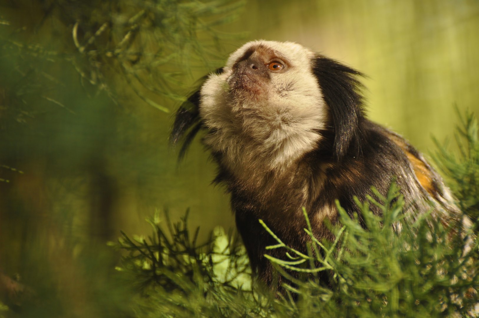 White-headed marmoset (Callithrix geoffroyi)