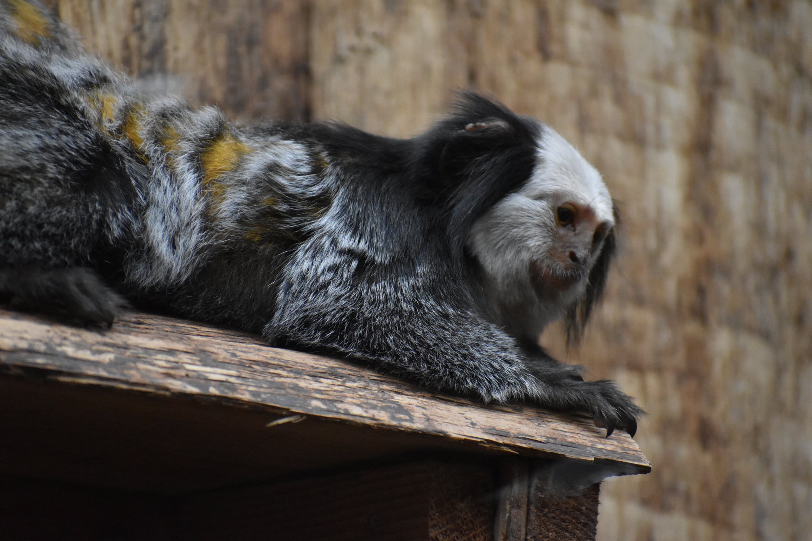 White-headed Marmoset - Callithrix geoffroyi