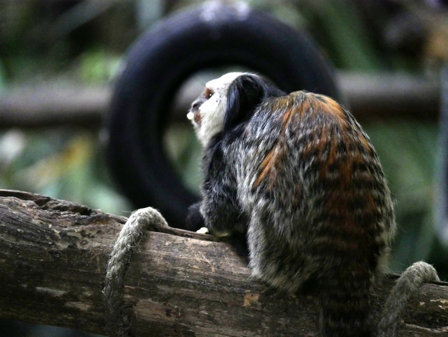 White-headed marmoset (Callithrix geoffroyi)