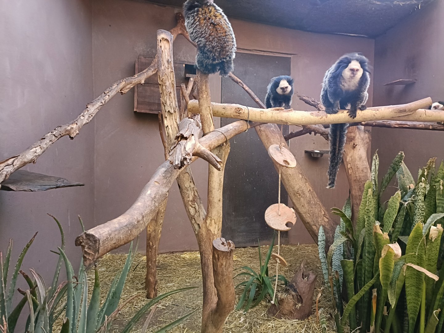 White-headed marmoset exhibit