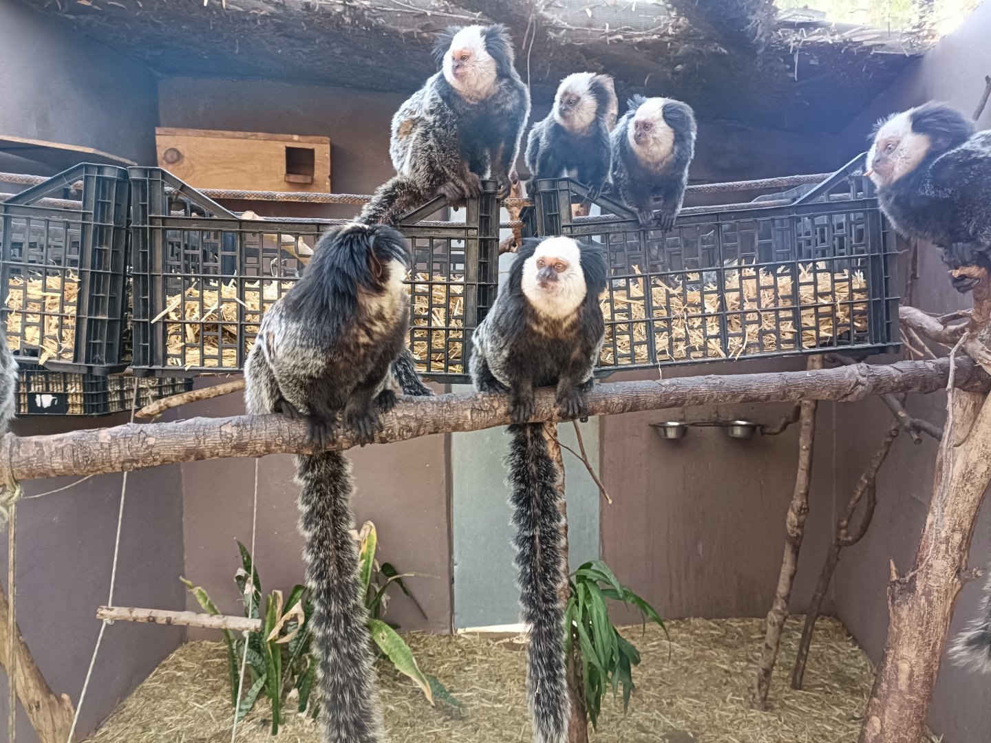 White-headed marmoset exhibit
