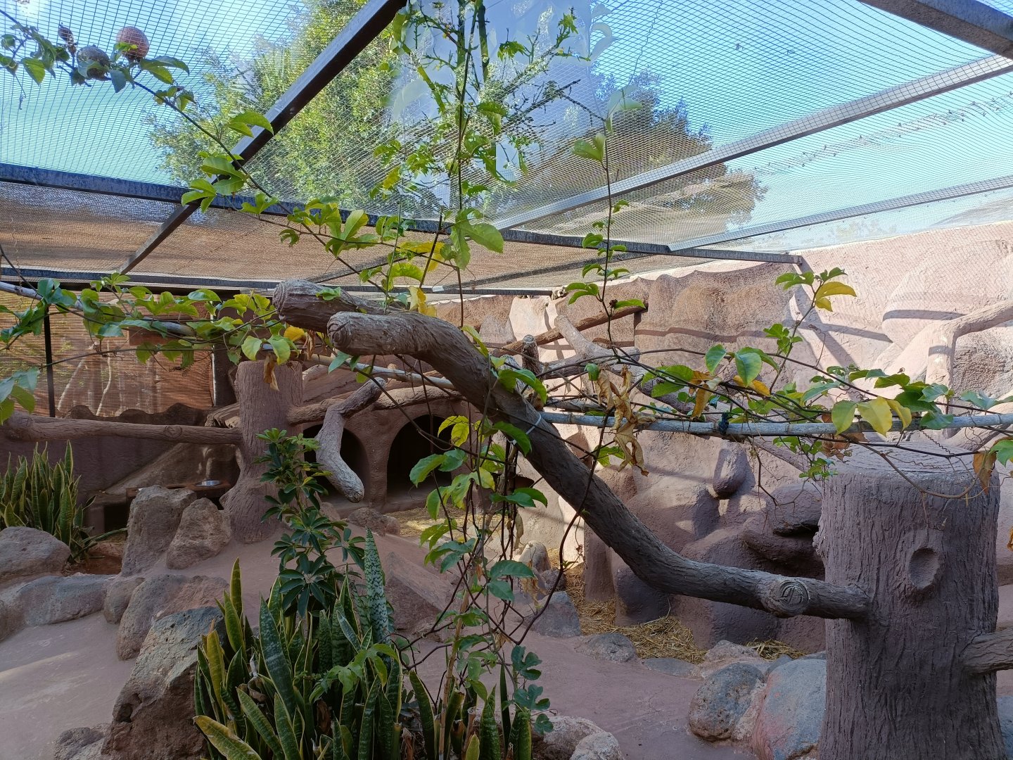 White-headed marmoset exhibits