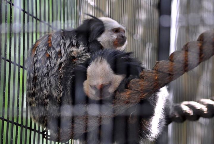 White-headed Marmoset.