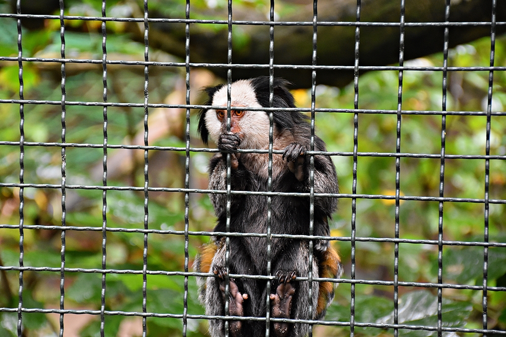 White-headed marmoset