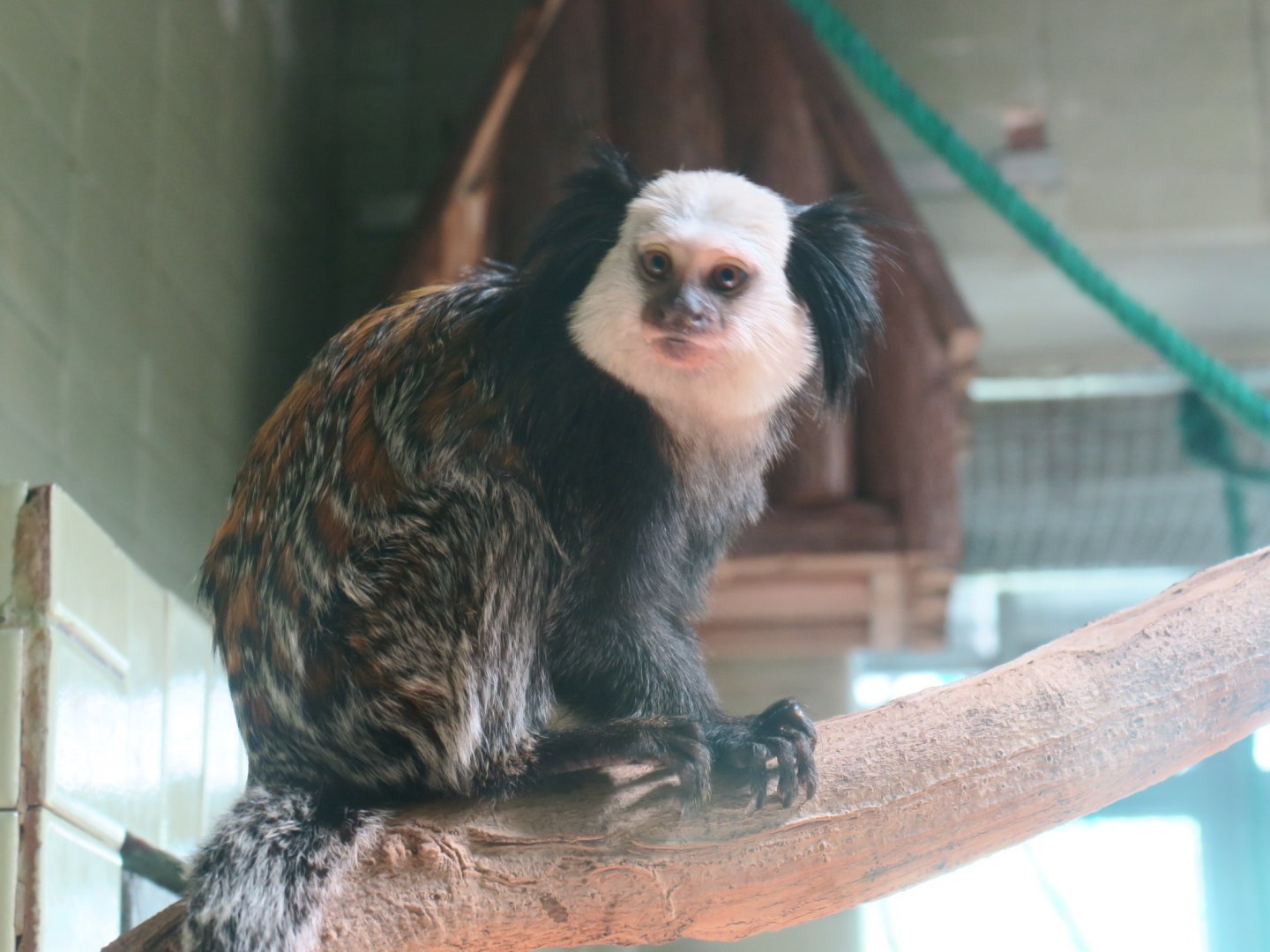 white-headed marmoset