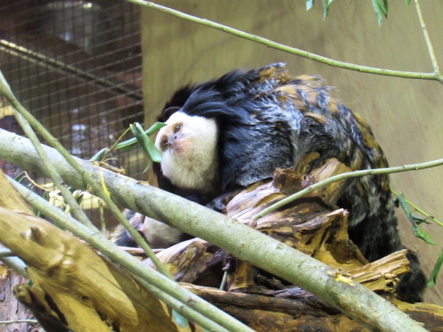 White-headed Marmoset