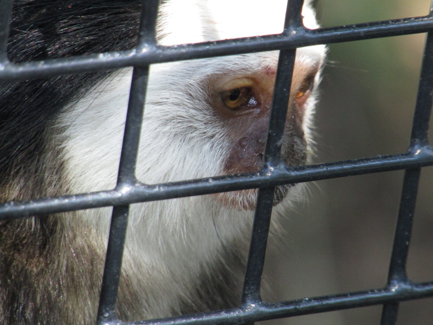 White Headed Marmoset