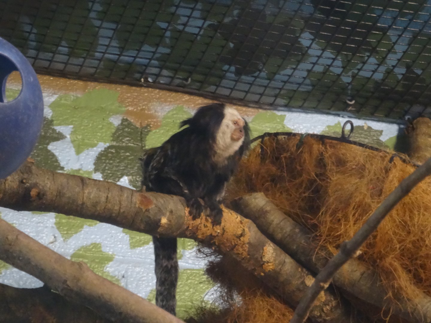 White-Headed Marmoset