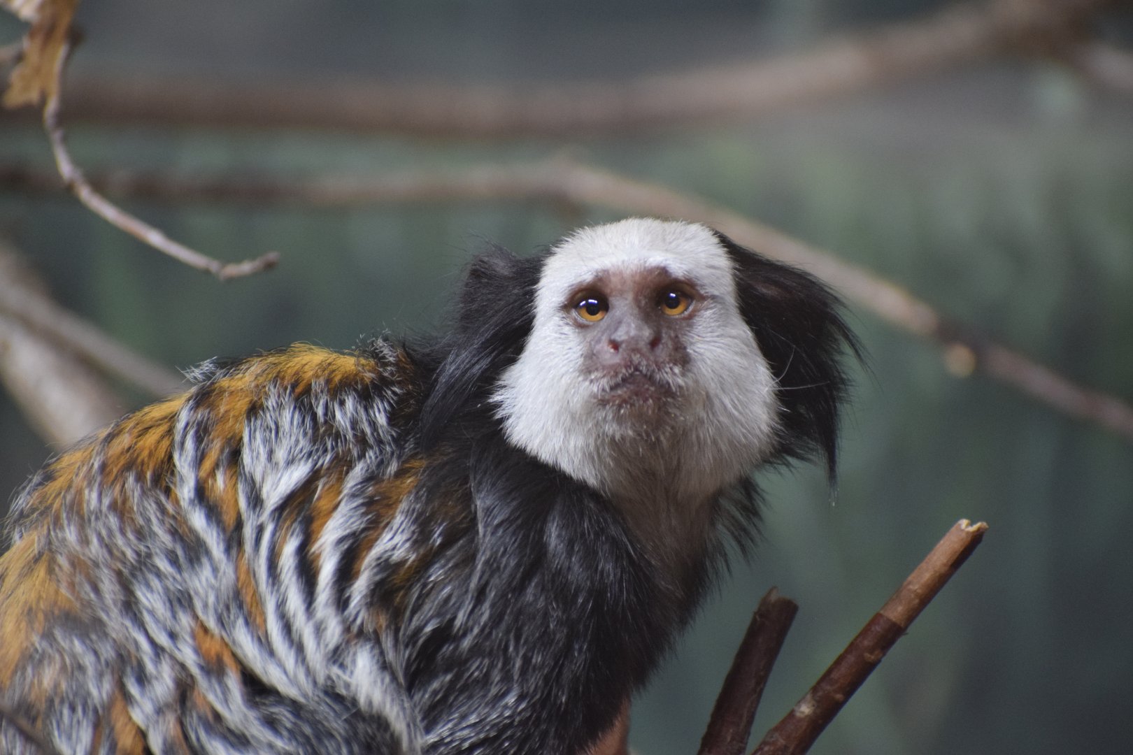 White-headed marmoset