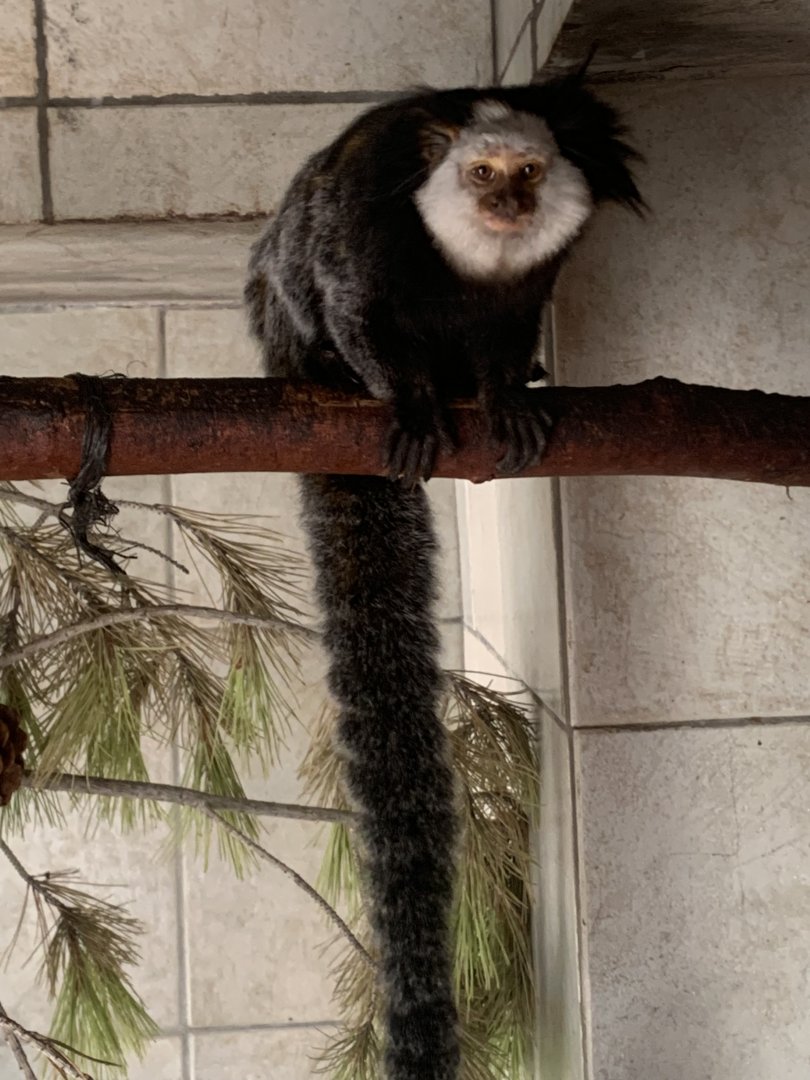 White-headed marmoset