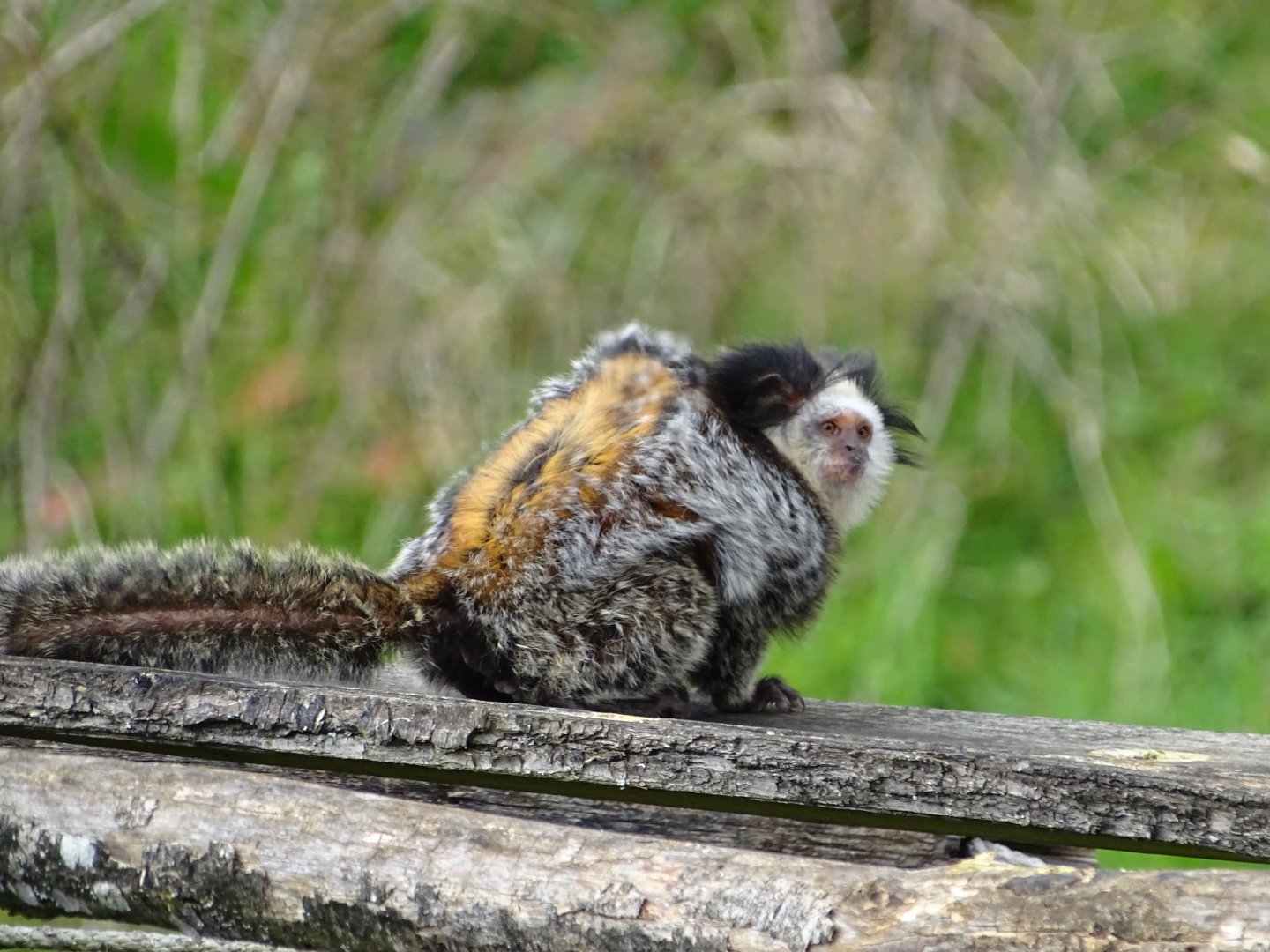 White-headed marmoset