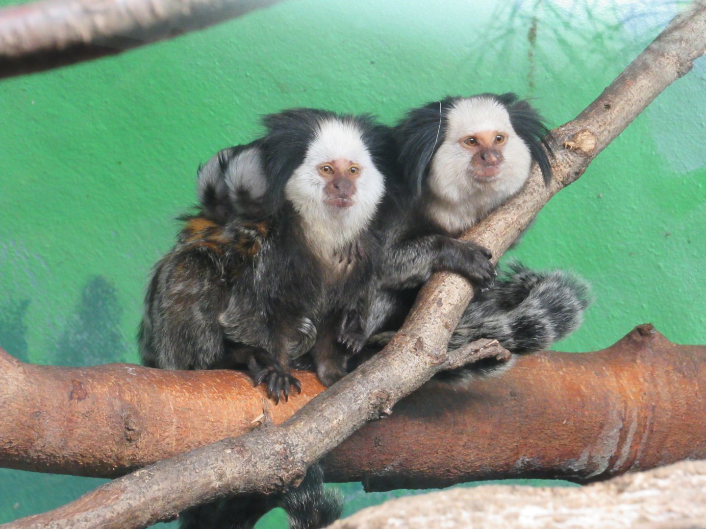 White-headed Marmosets with babies on board